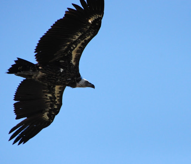 Rüppell's Vulture (Gyps rueppellii), Jbel Moussa, 11 May 2014 (bird 1) Rüppell's Vulture (Gyps rueppellii), Jbel Moussa, 11 May 2014 (bird 1)