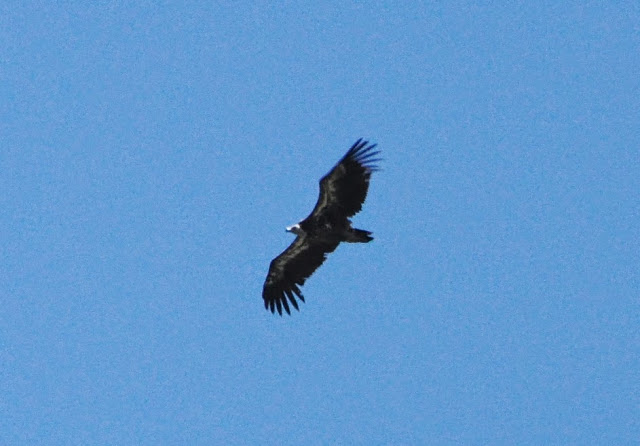 Rüppell's Vulture (Gyps rueppellii), Jbel Moussa, 11 May 2014 (bird 2) Rüppell's Vulture (Gyps rueppellii), Jbel Moussa, 11 May 2014 (bird 2)