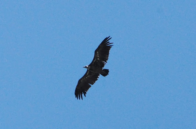 Rüppell's Vulture (Gyps rueppellii), Jbel Moussa, 11 May 2014 (bird 3) Rüppell's Vulture (Gyps rueppellii), Jbel Moussa, 11 May 2014 (bird 3)