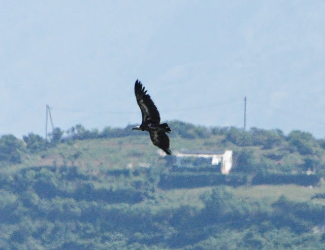 Rüppell's Vulture (Gyps rueppellii), Jbel Moussa, 11 May 2014 (bird 4) Rüppell's Vulture (Gyps rueppellii), Jbel Moussa, 11 May 2014 (bird 4)