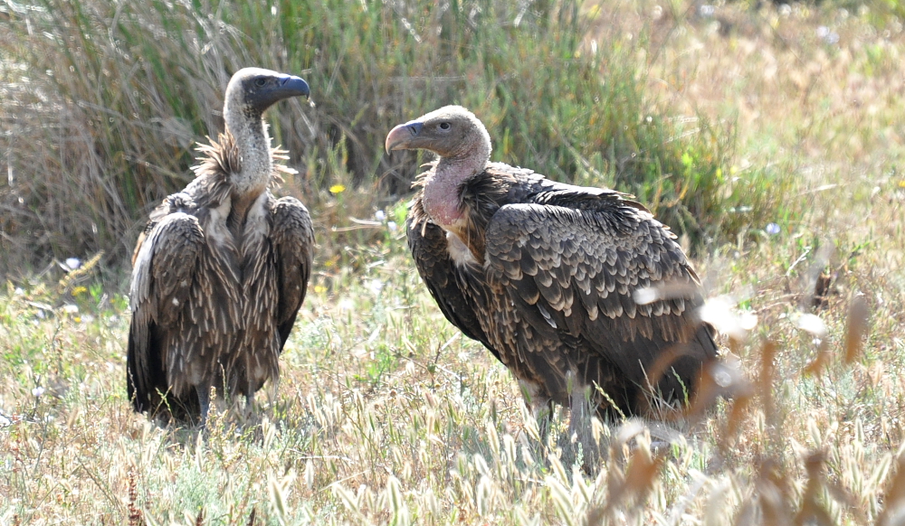 White-backed Vulture (Gyps africanus) and Rüppell’s Vulture (Gyps rueppellii) on the right, Tétouan, northern Morocco