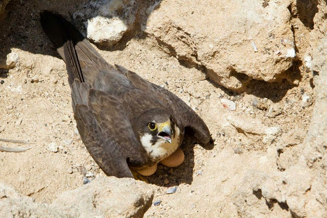 Eleonora's Falcon (Falco eleonorae) incubating two eggs. The Eleonora's can lay up to 4 eggs, those of Essaouira lay 3 on average (GREPOM-PIM). Eleonora's Falcon (Falco eleonorae) incubating two eggs. The Eleonora's can lay up to 4 eggs, those of Essaouira lay 3 on average (GREPOM-PIM).