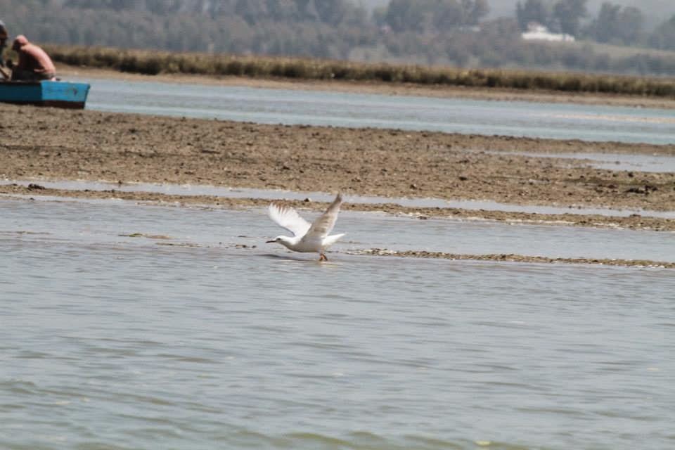 Slender-billed Gull / Goéland railleur (Chroicocephalus genei), Merja Zerga, Morocco Slender-billed Gull / Goéland railleur (Chroicocephalus genei), Merja Zerga, Morocco (Said Lahrouz)