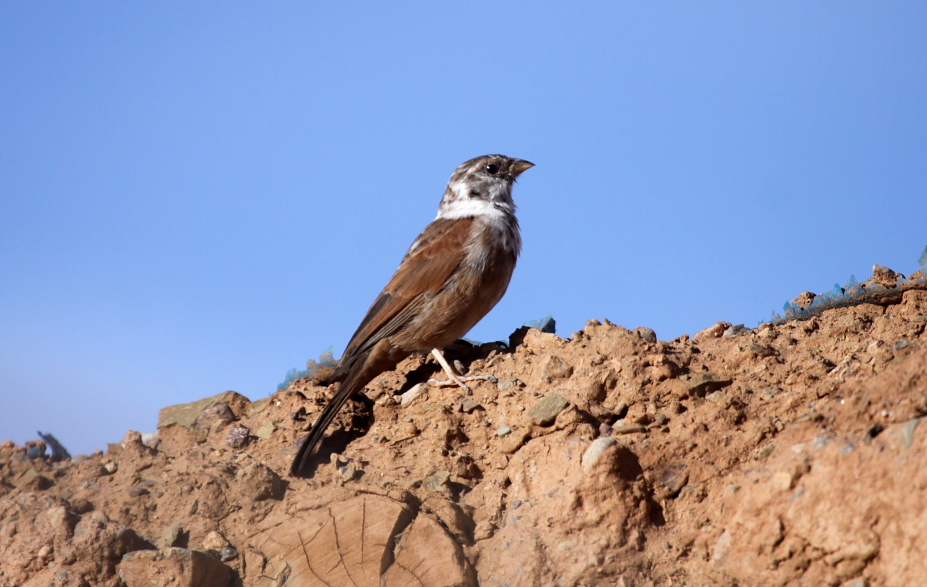 House Bunting / Bruant du Sahara (Emberiza sahari), Agdz, Draa Valley, Morocco House Bunting / Bruant du Sahara (Emberiza sahari), Agdz, Draa Valley, Morocco, 29 Oct. 2012 (Abdelhak Elbanak)