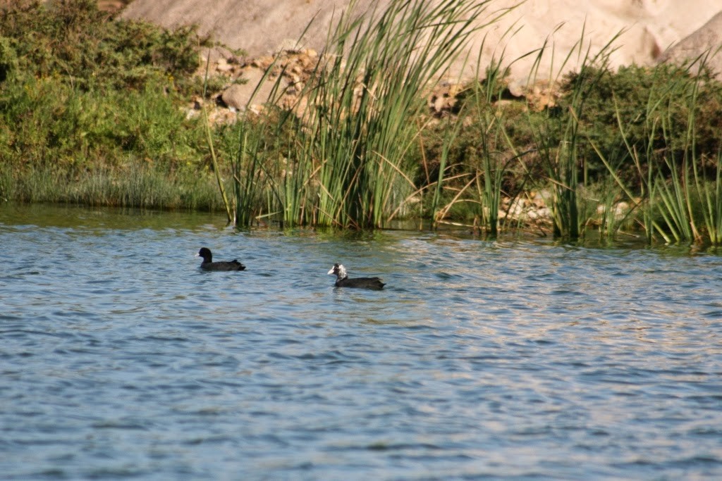 Common Coot / Foulque macroule (Fulica atra), lagoon of Sidi Moussa, Morocco Common Coot / Foulque macroule (Fulica atra), lagoon of Sidi Moussa (Ruth García Gorria).