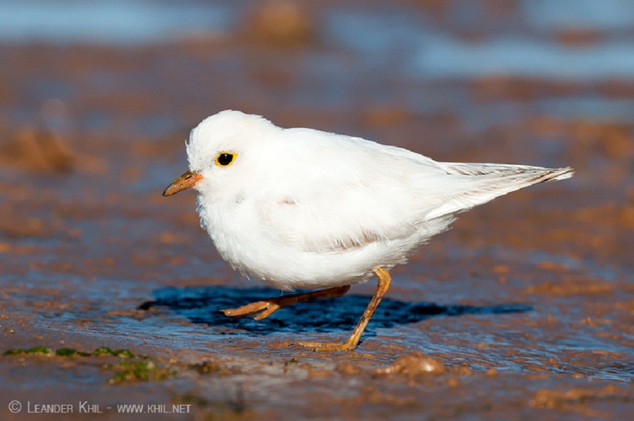 Leucistic Little Ringed Plover (Charadrius dubius), Essaouira, Morocco Leucistic Little Ringed Plover (Charadrius dubius), Essaouira, Morocco (Leander Khil).