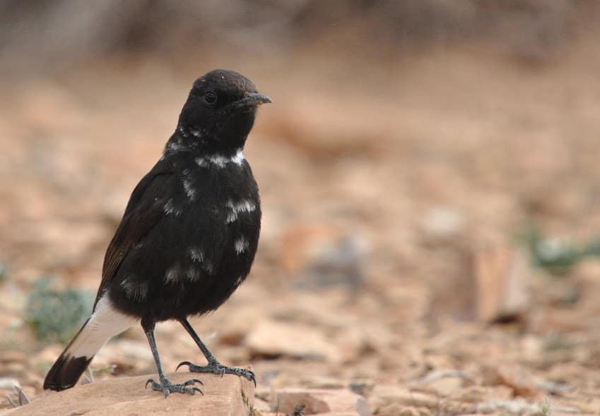Black Wheatear / Traquet rieur (Oenanthe leucura), Midelt, Morocco Black Wheatear / Traquet rieur (Oenanthe leucura), Midelt, Morocco (Rachid El Khamlichi).