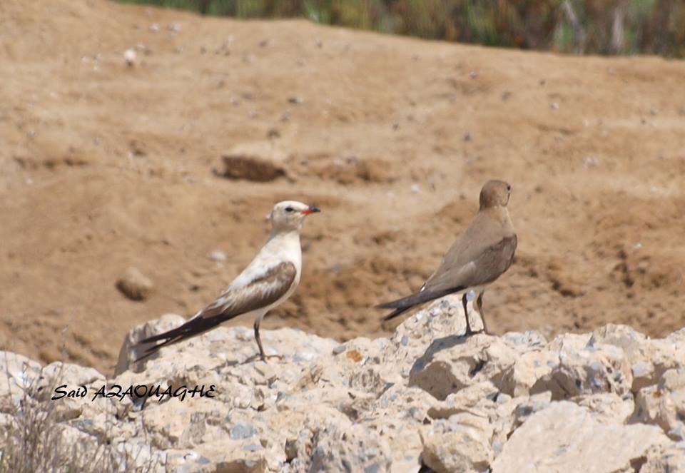 Partially leucistic Collared Pratincole (Glareola pratincola), Sebkha Bou Areg, Morocco Partially leucistic Collared Pratincole (Glareola pratincola), Sebkha Bou Areg, July 2015 (Said Azaouaghe)