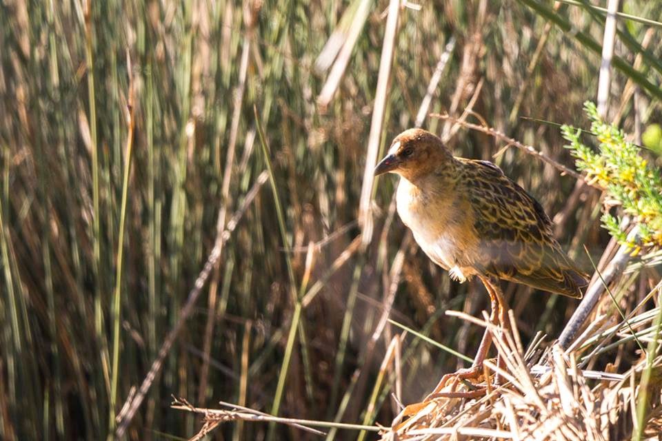 Allen's Gallinule / Talève d’Allen (Porphyrio alleni), Oued Massa, Morocco, 28 Dec. 2014 (Ali Irizi).
