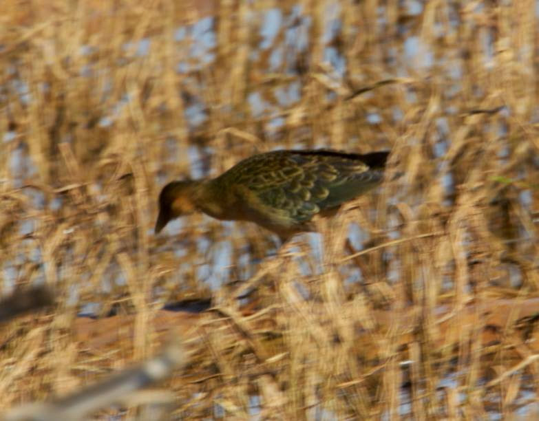Allen's Gallinule (Porphyrio alleni), Oued Massa, Morocco, 31 Dec. 2014 (Daniel Vrauwdeunt).
