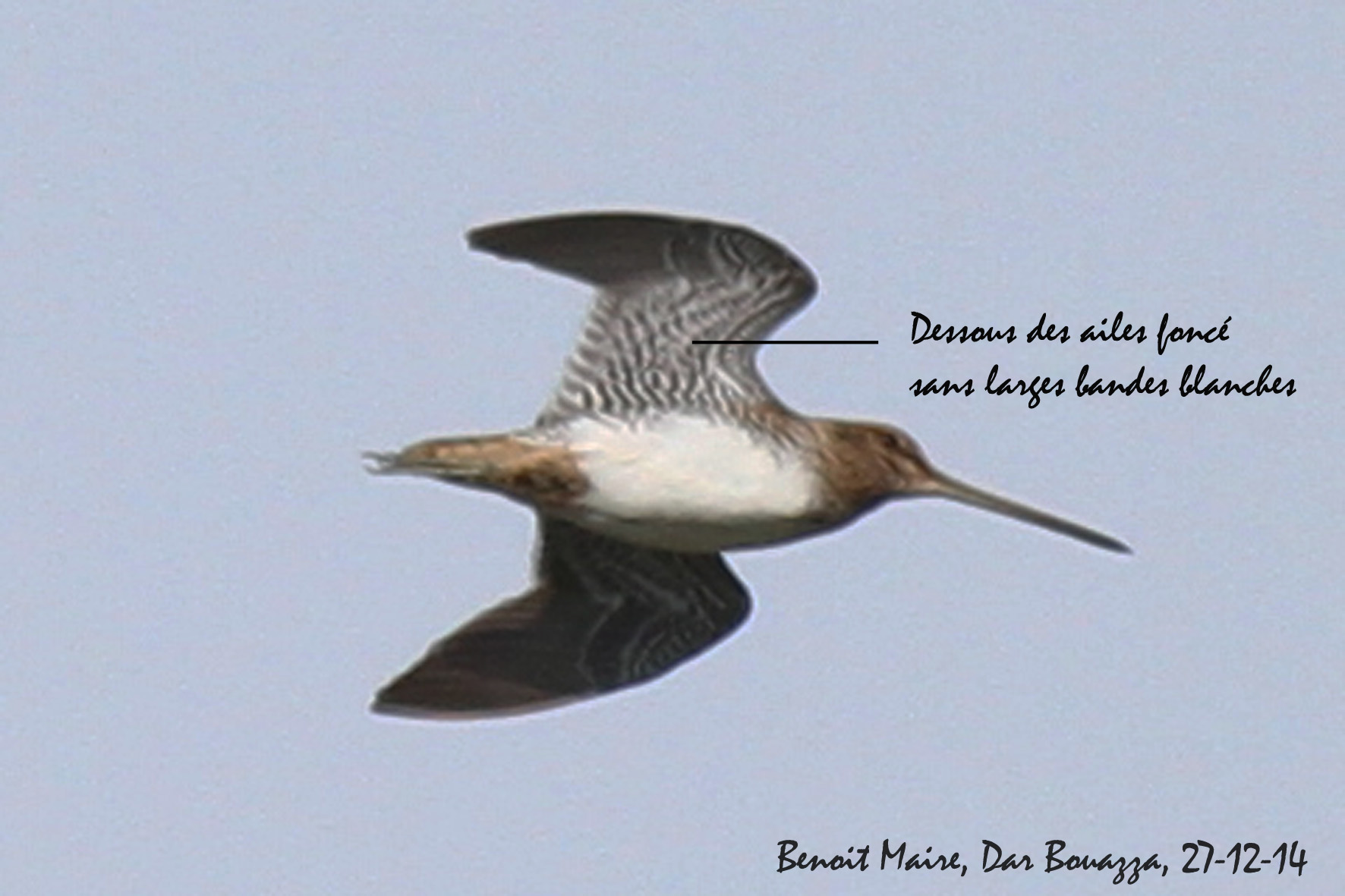 Probable Wilson’s Snipe (Gallinago delicata - Bécassine de Wilson), Dar Bouazza, 27 December 2014 (Benoît Maire)