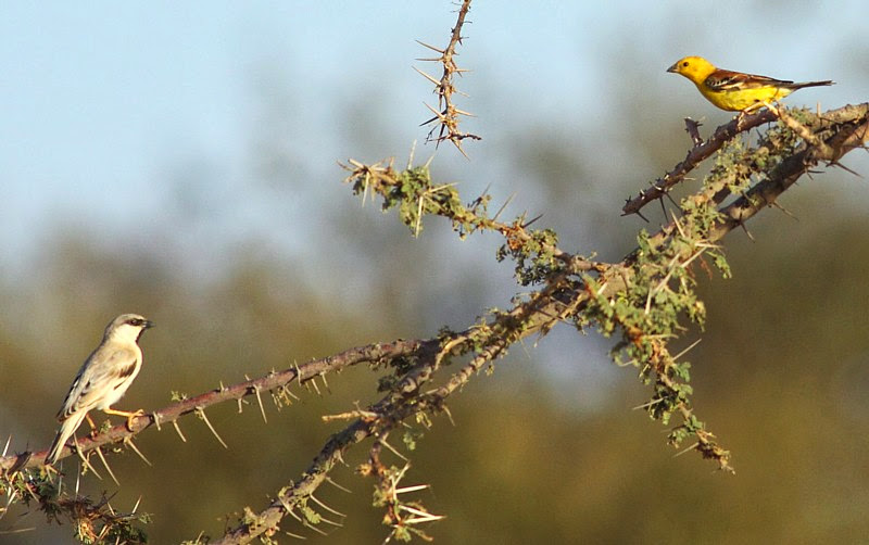 Sudan Golden Sparrow (Passer luteus), Oued Jenna, Aousserd, southern Morocco