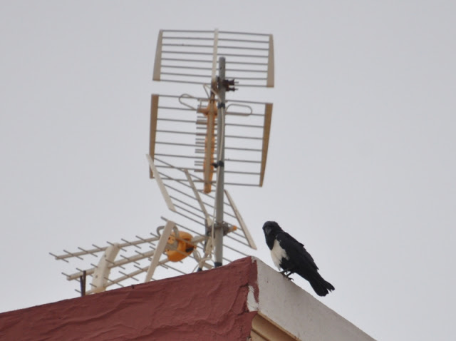 Pied Crow / Corbeau pie (Corvus albus), Fnideq, northern Morocco, 10 October 2015. Pied Crow / Corbeau pie (Corvus albus), Fnideq, northern Morocco, 10 October 2015.