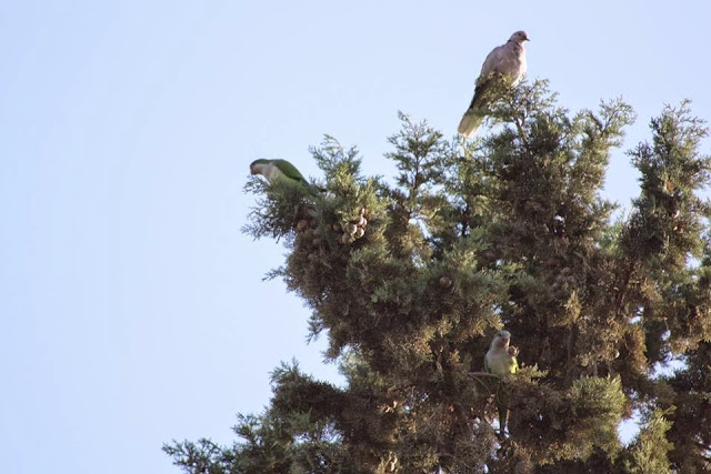 Monk Parakeet / Conure veuve (Myiopsitta monachus), Annakhil, Marrakech, 16 Nov. 2014 (Stephane Abtan). Monk Parakeets / Conures veuves (Myiopsitta monachus), Annakhil, Marrakech, 16 Nov. 2014 (Stephane Abtan).
