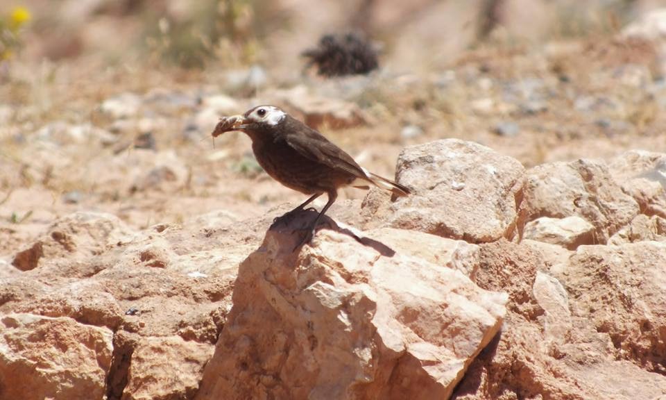 Partially leucistic Black Wheatear (Oenanthe leucura), summer 2014, Oukaimeden, High Atlas (Thomas S. Lahlafi). Partially leucistic Black Wheatear (Oenanthe leucura), summer 2014, Oukaimeden, High Atlas (Thomas S. Lahlafi).