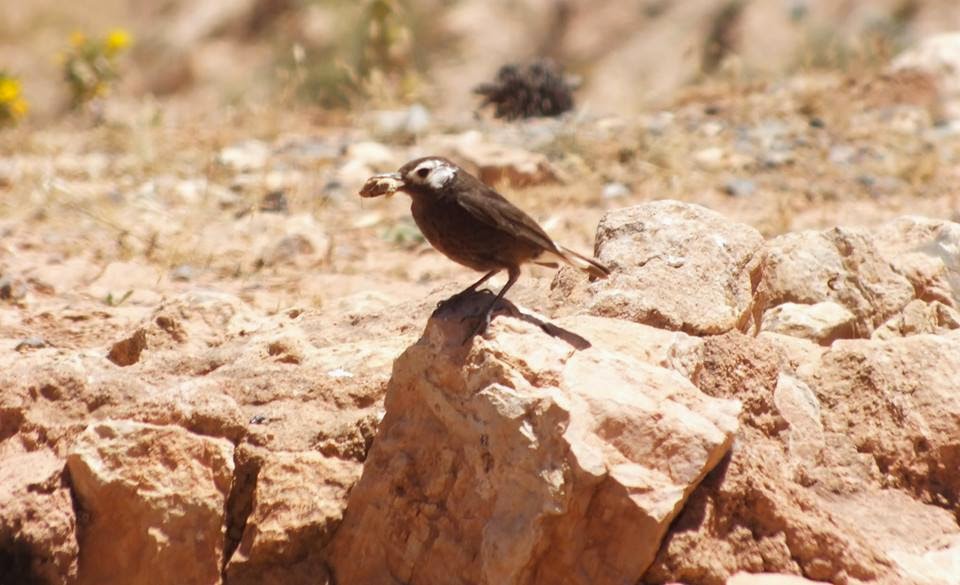 Partially leucistic Black Wheatear (Oenanthe leucura), summer 2014, Oukaimeden, High Atlas (Thomas S. Lahlafi). Partially leucistic Black Wheatear (Oenanthe leucura), summer 2014, Oukaimeden, High Atlas (Thomas S. Lahlafi).