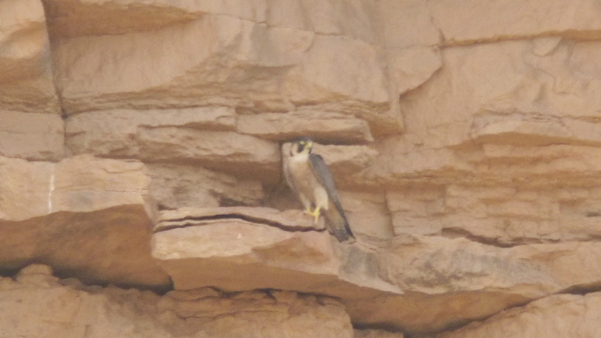Barbary Falcon (Falco pelegrinoides), Rissani, Morocco, April 2015 (David Walsh)