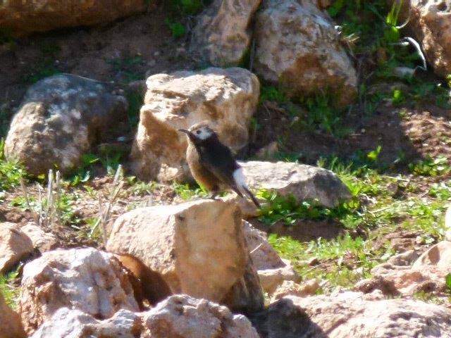 Mystery wheatear (Oenanthe sp.), Atlas Mountains, Morocco (Chris Smallbones) Mystery wheatear (Oenanthe sp.), Atlas Mountains, Morocco (Chris Smallbones)