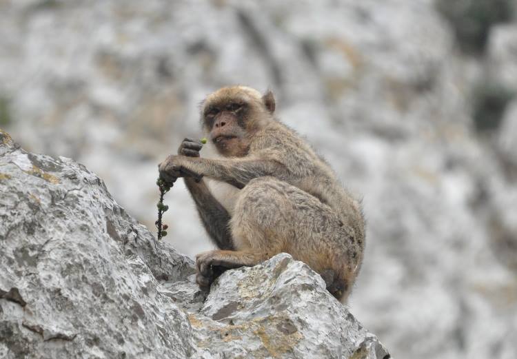 Barbary macaque enjoying wild fruits and watching the photographer, Jbel Moussa, Morocco