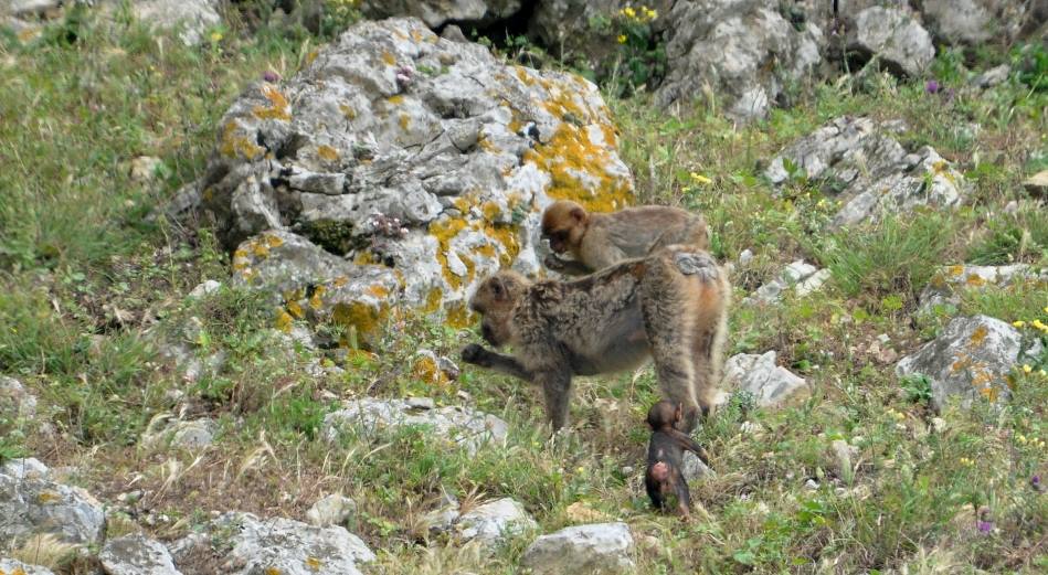 Adult Barbary macaques feeding and the newborn baby learning!, Jbel Moussa, Morocco