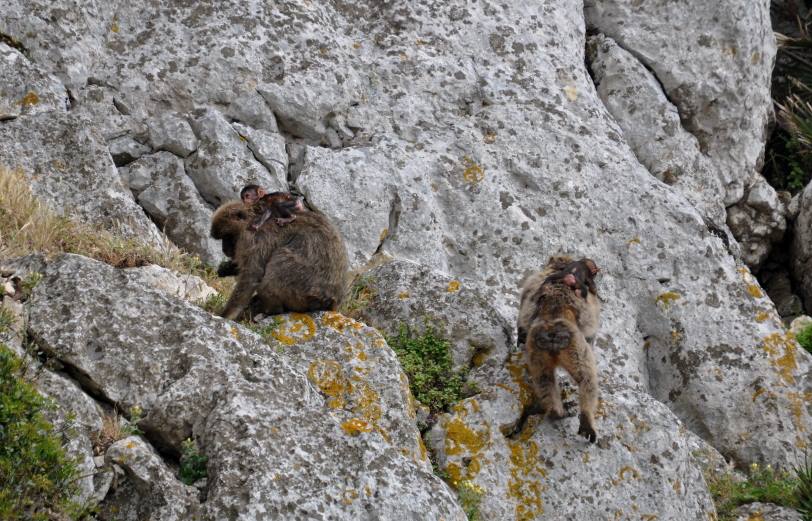 Adult Barbary macaques with their babies actively feeding on the steep rocks of Jbel Moussa, Morocco