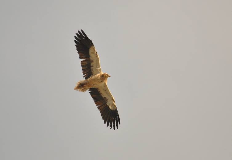 Subadult Egyptian Vulture (Neophron percnopterus), Jbel Moussa, Morocco, 29 May 2015.