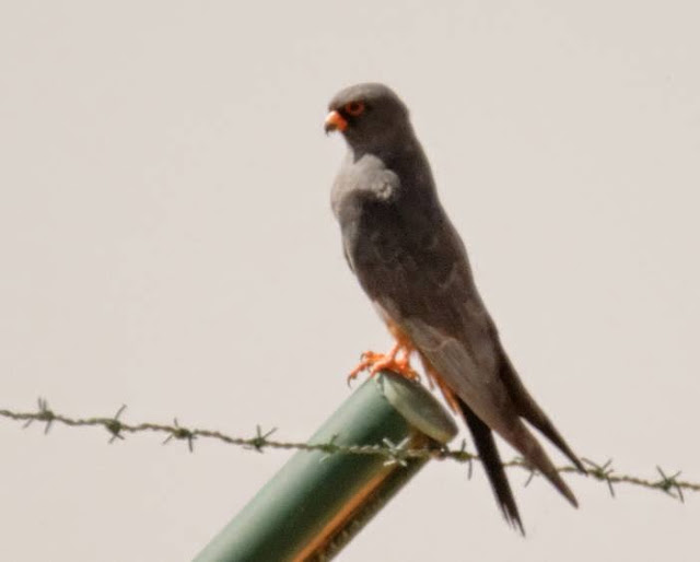 Red-footed Falcon (Falco vespertinus - Faucon kobez), Enjil Plateau, eastern Morocco, 10 May 2015 (Karim Laïdi) Red-footed Falcon (Falco vespertinus - Faucon kobez), Enjil Plateau, eastern Morocco, 10 May 2015 (Karim Laïdi)