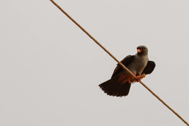 Red-footed Falcon (Falco vespertinus) feeding, Marrakech region, 13 May 2015 (Brahim Bakass) Red-footed Falcon (Falco vespertinus) feeding, Marrakech region, 13 May 2015 (Brahim Bakass)