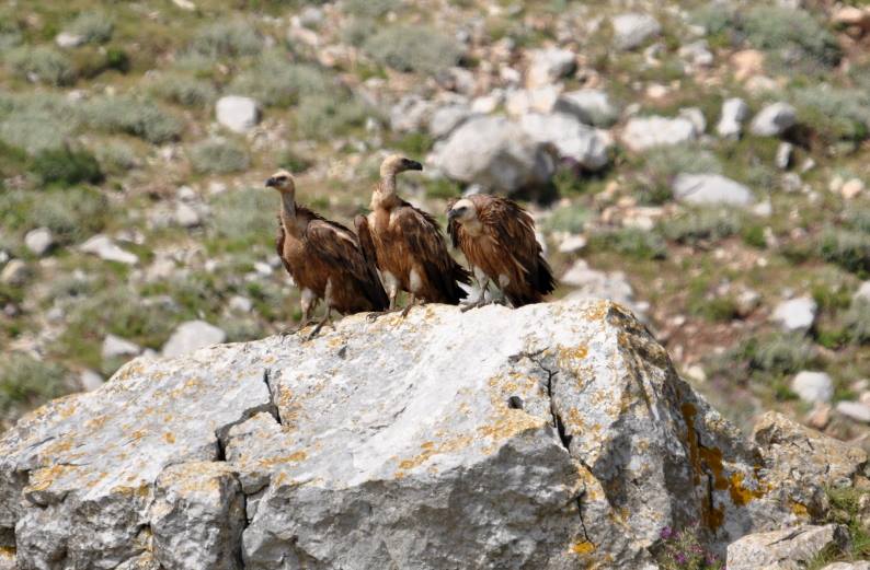 Griffon Vultures (Gyps fulvus) resting at Jbel Moussa, Morocco, 29 May 2017.