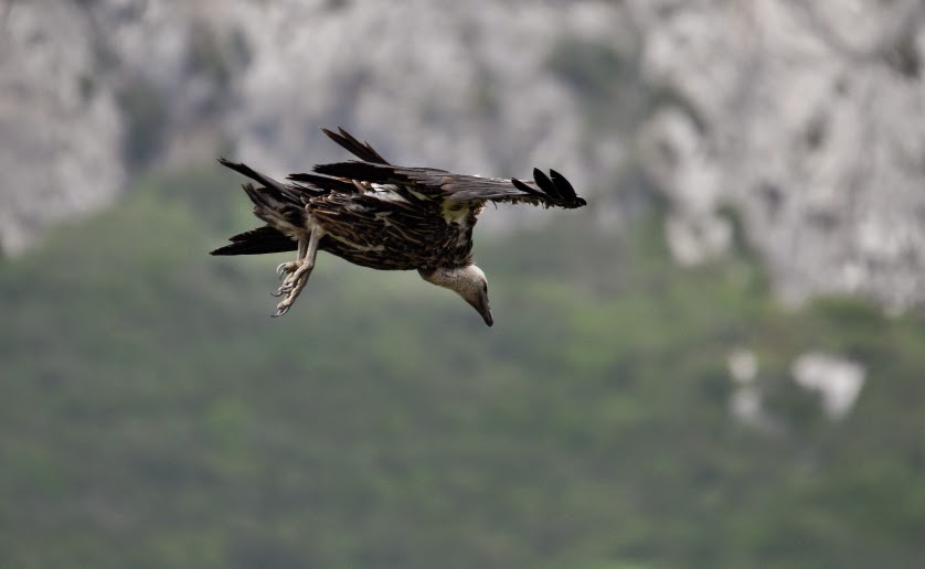 Rüppell’s Vulture (Gyps rueppelli) landing at the carcass, Jbel Moussa, Morocco, 23 May 2015