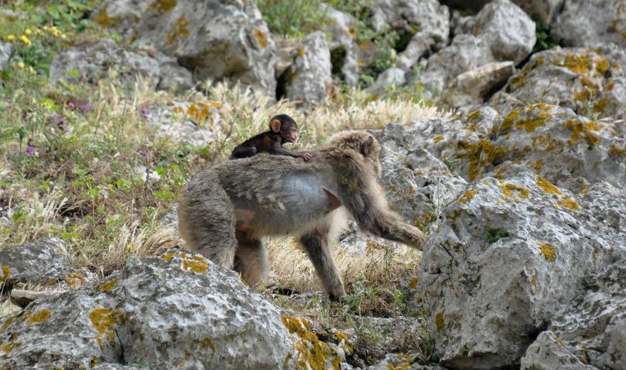 Adult Barbary macaque carrying its baby on the back, Jbel Moussa, Morocco.