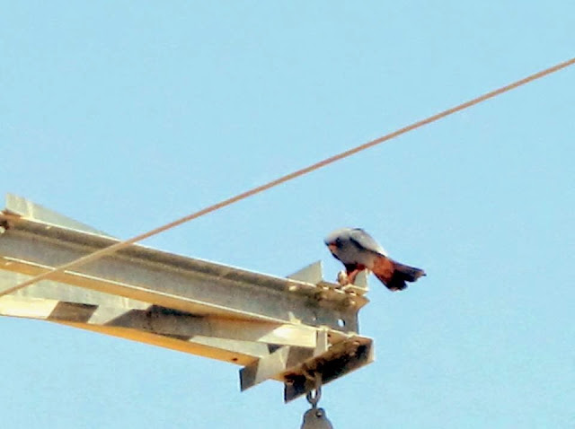 Red-footed Falcon (Falco vespertinus) eating a young lark, Oriental region, Morocco, 13 May 2015 (Karim Rousselon) Red-footed Falcon (Falco vespertinus) eating a young lark, Oriental region, Morocco, 13 May 2015 (Karim Rousselon)