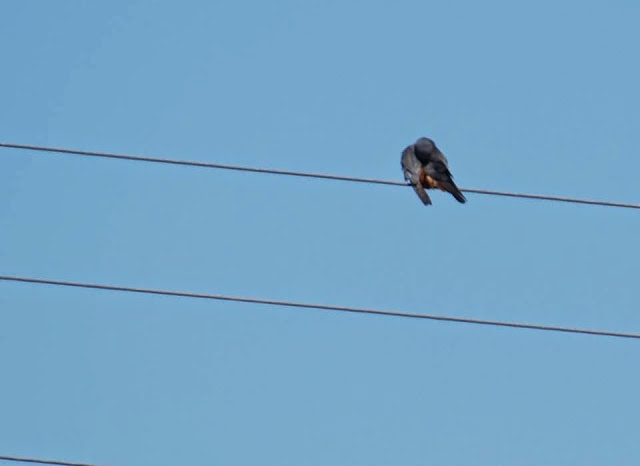 Red-footed Falcon (Falco vespertinus - Faucon kobez), Nador, northeastern Morocco, 12 May 2015 (Said Azaouaghe) Red-footed Falcon (Falco vespertinus - Faucon kobez), Nador, northeastern Morocco, 12 May 2015 (Said Azaouaghe)