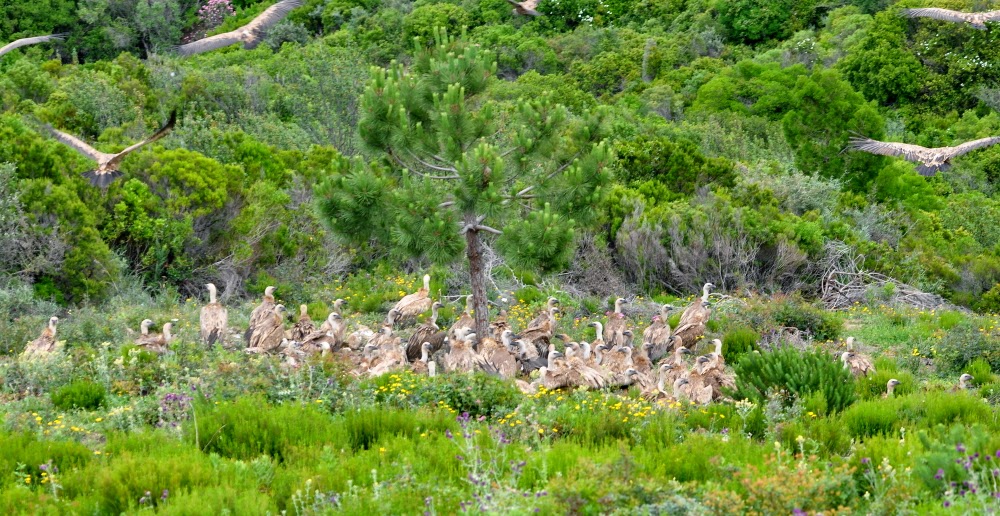 Vultures feeding on a carcass of wild boar, Jbel Moussa, Morocco, 23 May 2015.