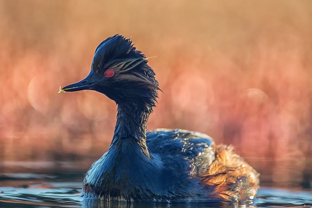 A Black-necked Grebe in all its beauty, Dayet Aoua, Morocco, spring 2013 (Saad Rih Wildlife Photography).