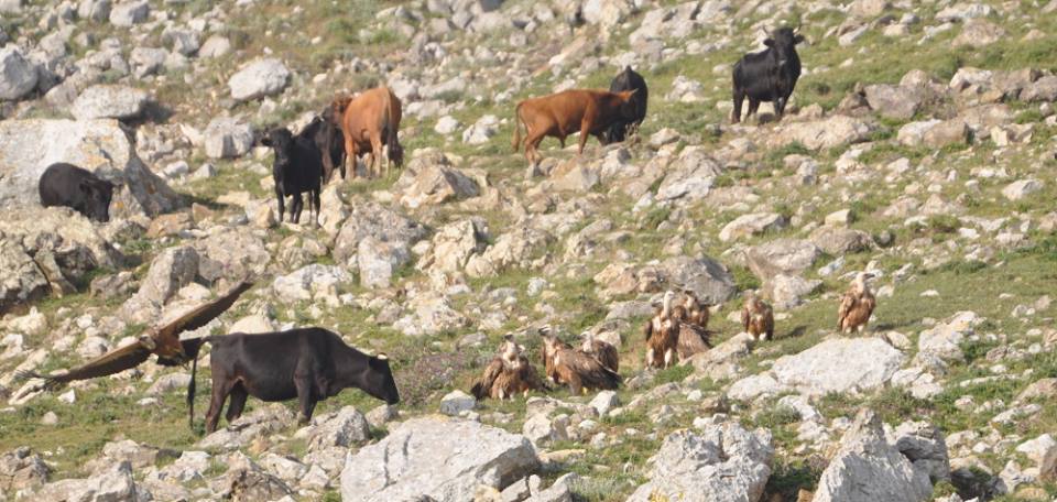 The local cattle and vultures at Jbel Moussa, Morocco.