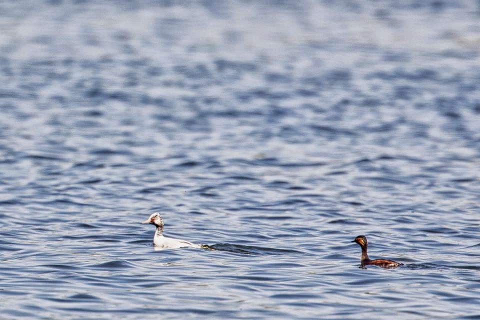 Black-necked Grebe (Podiceps nigricollis) affected by progressive greying, Dayet Aoua, Morocco, May 2015 (Saad Rih Wildlife Photography).