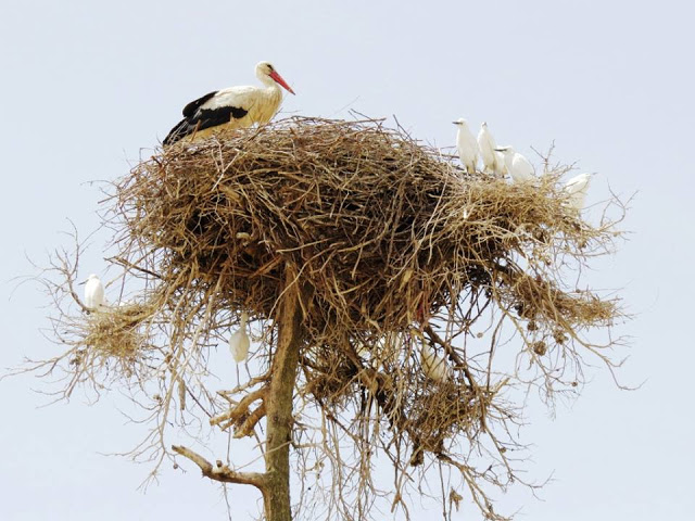 Adult White Stork with several juveniles of Cattle Egret, Azrou, Middle Atlas (Jacques Franchimont) Adult White Stork with several juveniles of Cattle Egret, Azrou, Middle Atlas (Jacques Franchimont)