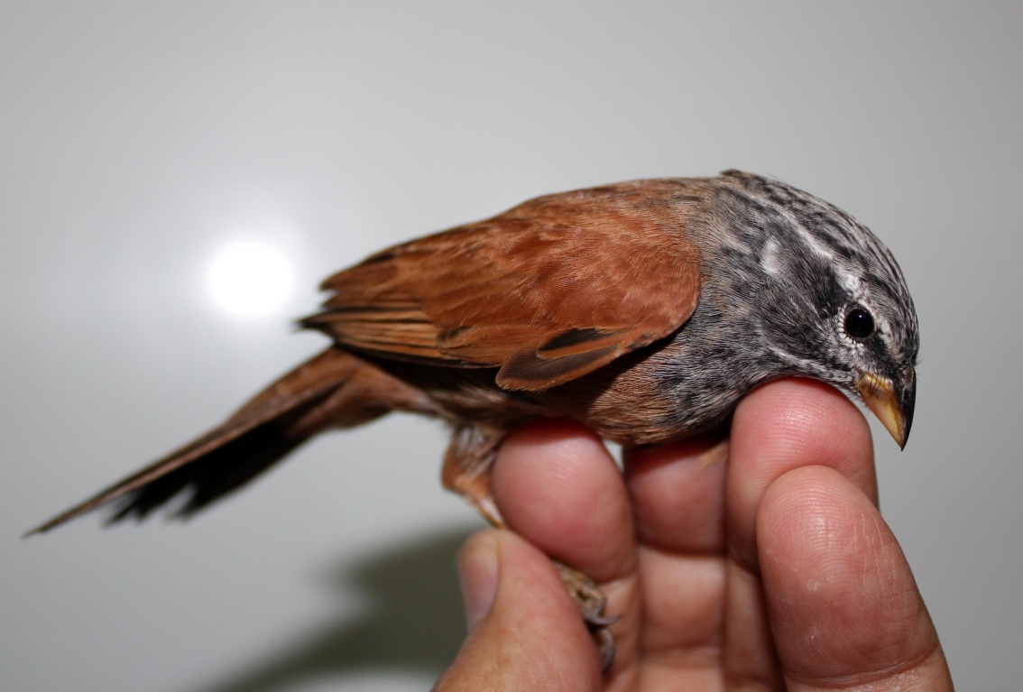 House Bunting (Emberiza sahari), Ceuta, 14 November 2016 (SEO-Ceuta /Sociedad De Estudios Ornitologicos de Ceuta)
