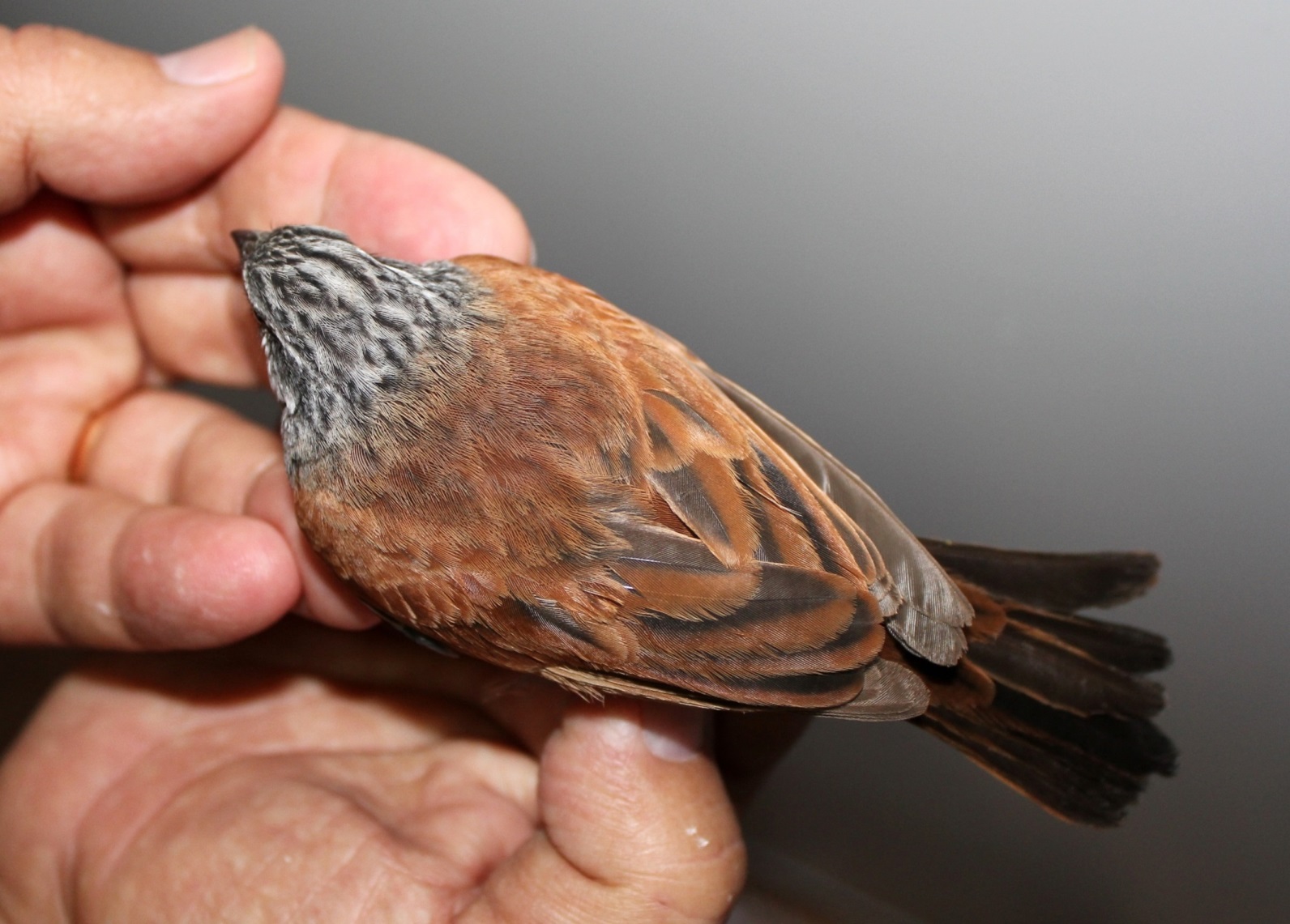 House Bunting (Emberiza sahari), Ceuta, 14 November 2016 (SEO-Ceuta /Sociedad De Estudios Ornitologicos de Ceuta)