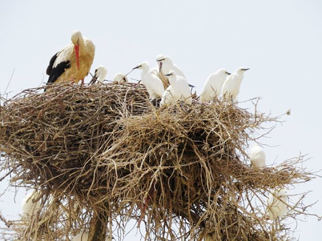 Adult White Stork, its 2 juveniles and several juveniles of Cattle Egrets, Azrou, Middle Atlas (Jacques Franchimont)