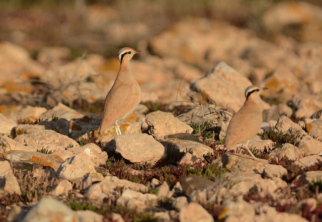 Adults Cream-coloured Courser: parents of the chick above, Fuerteventura (Canary Islands), 15 February 2015 (Juan José Ramos / Birding Canarias). Adults Cream-coloured Courser: parents of the chick above, Fuerteventura (Canary Islands), 15 February 2015 (Juan José Ramos / Birding Canarias).