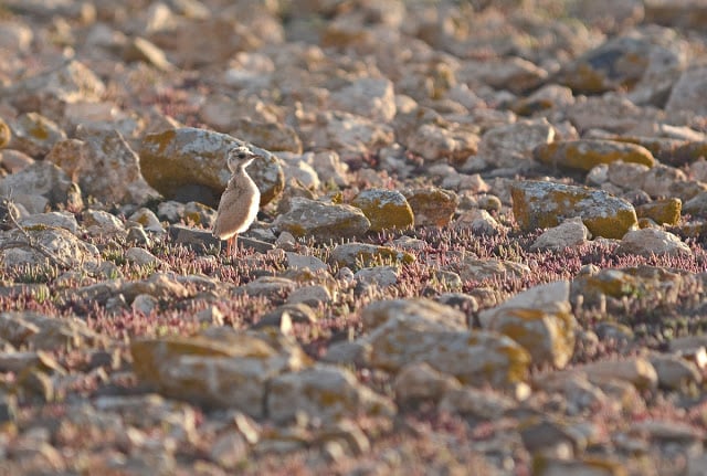 Chick of Cream-coloured Courser (about 10 days), Fuerteventura (Canary Islands), 15 February 2015 (Juan José Ramos / Birding Canarias). Chick of Cream-coloured Courser (about 10 days), Fuerteventura (Canary Islands), 15 February 2015 (Juan José Ramos / Birding Canarias).