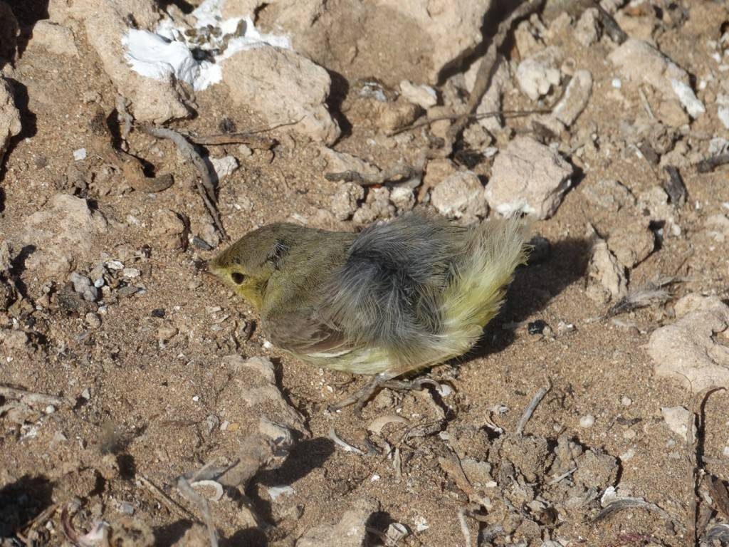 Common Chiffchaff (Phylloscopus collybita) stored at the bottom of a crevice after it’s wing and tail feathers were plucked, Mogador islands, Morocco, September 2014 (Abdeljebbar Qninba)