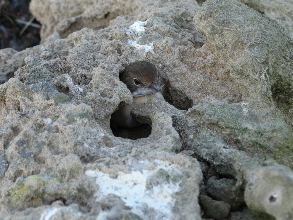Common Whitethroat (Sylvia communis) immobilized in a small and deep rock hole, Mogador islands, Morocco, 27 Sep. 2014 (Abdeljebbar Qninba).