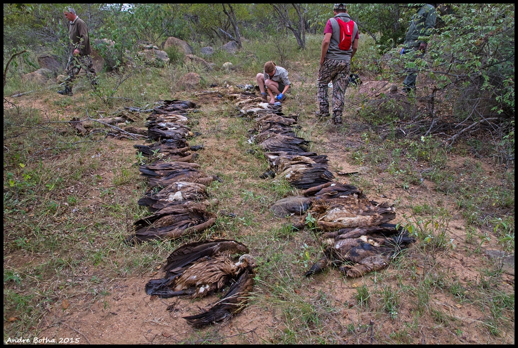 L'empoisonnement est la principale menace touchant les vautours. Cette photo montre 66 vautours qui ont été empoisonnés dans un incident au Derby ferme, Limpopo, Afrique du Sud, 7 mai 2015 (Andre Botha).
