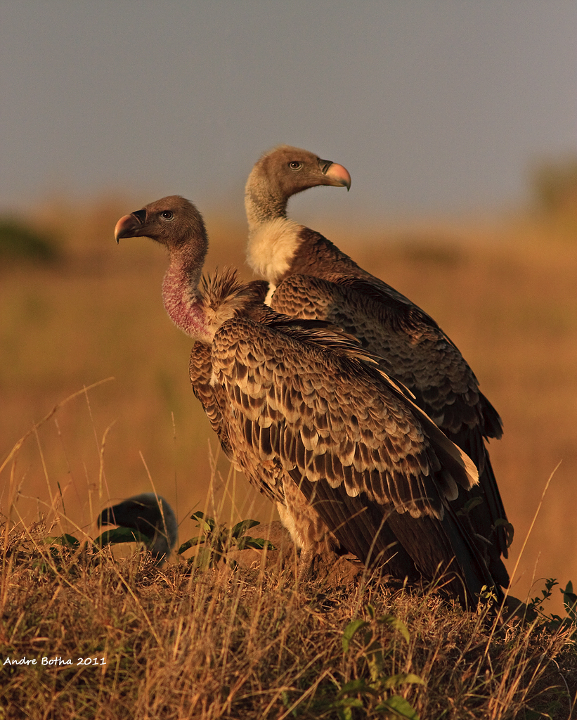 Vautours de Rüppell (Gyps rueppellii), Réserve nationale du Masai Mara, Kenya (Andre Botha). Des études dans l’Afrique de l’Ouest et de l’Est suggèrent que les populations de Vautour de Rüppell diminuent à un taux de 97% sur trois générations (ou 56 ans)