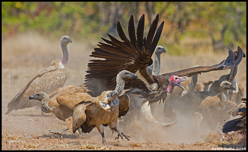 Lappet-faced (Torgos tracheliotus) and Cape vultures (Gyps coprotheres) at a carcass at Sable Dam, Kruger National Park, South Africa (Andre Botha). Lappet-faced (Torgos tracheliotus) and Cape vultures (Gyps coprotheres) at a carcass at Sable Dam, Kruger National Park, South Africa (Andre Botha). These two species appear to be declining at a rate of 80%–92% over three generations (about 45–48 years).