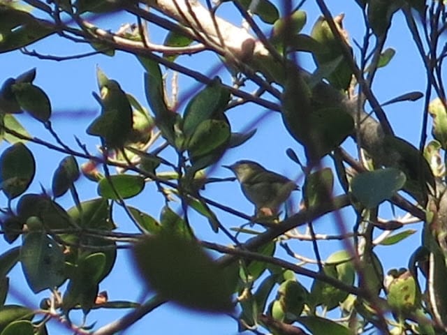 Yellow-browed Warbler (Phylloscopus inornatus), Botanical Garden in Rabat, 15 October 2015 (Pedro Fernandes). Yellow-browed Warbler (Phylloscopus inornatus), Botanical Garden in Rabat, 15 October 2015 (Pedro Fernandes).