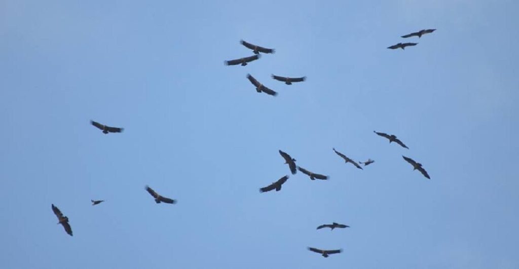 Griffon Vultures just arriving at Jbel Moussa after crossed the Strait of Gibraltar.